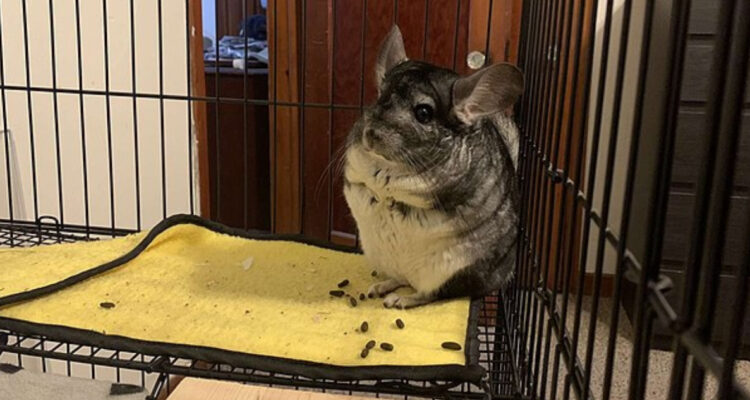 Chinchillas que vivían en una reserva de oro multimillonaria en Chile desaparecieron misteriosamente