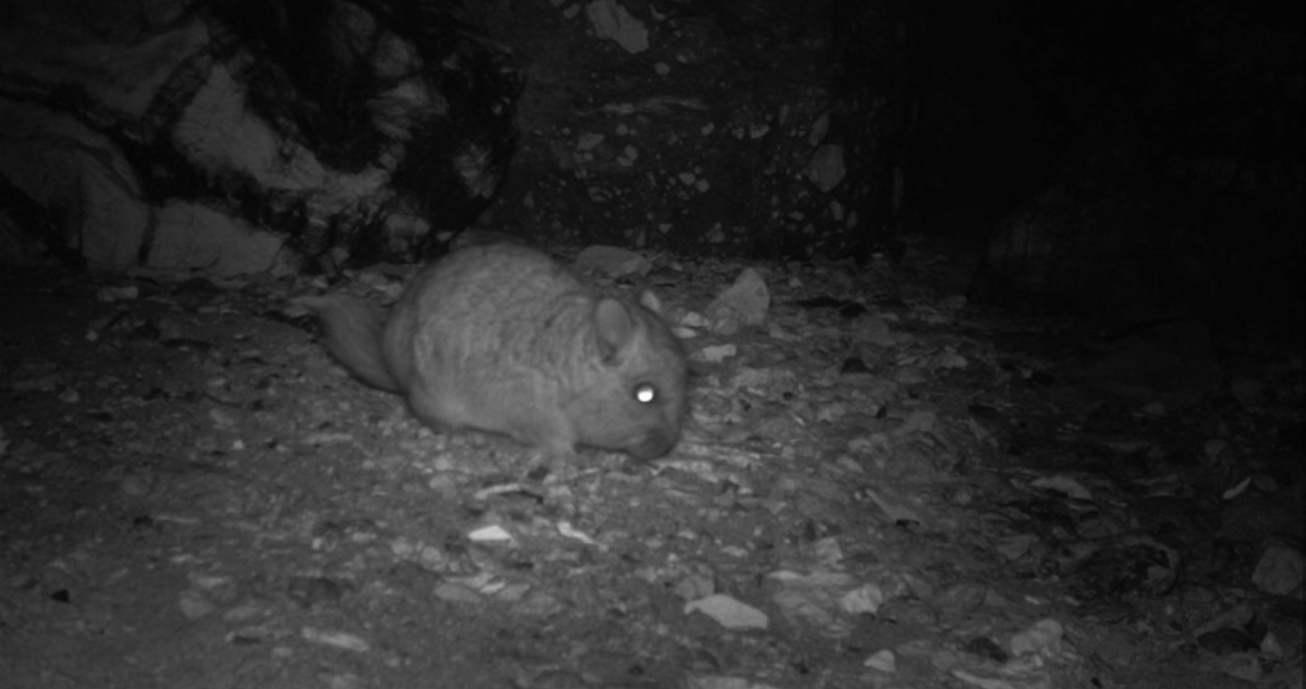 Chinchillas desaparecidas en minera de Gold Fields en Atacama podrían estar muertas: “Es catastrófico”