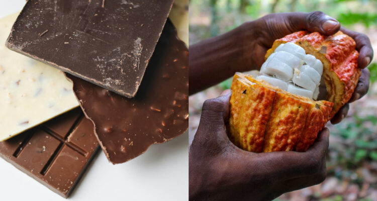 Científicos desarrollan nuevo tipo de chocolate en el que reemplazan el azúcar por una fruta en polvo