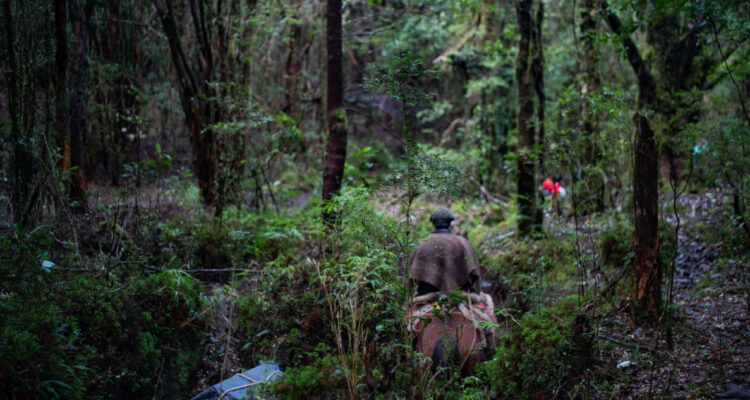 	
Organizaciones buscan salvar emblemática zona ecológica de Cochamó: necesitan 78 millones de dólares