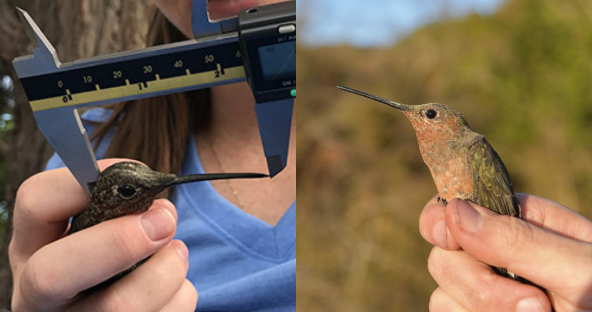 Científicos descubren la especie de colibrí más grande del mundo: habita en Chile y Perú