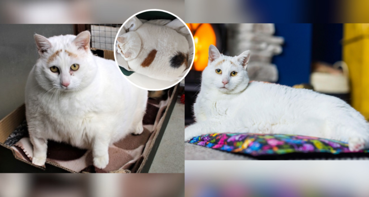 Conoce a “Rainbow”, la gatita obesa que logró perder más de la mitad de su peso en Reino Unido