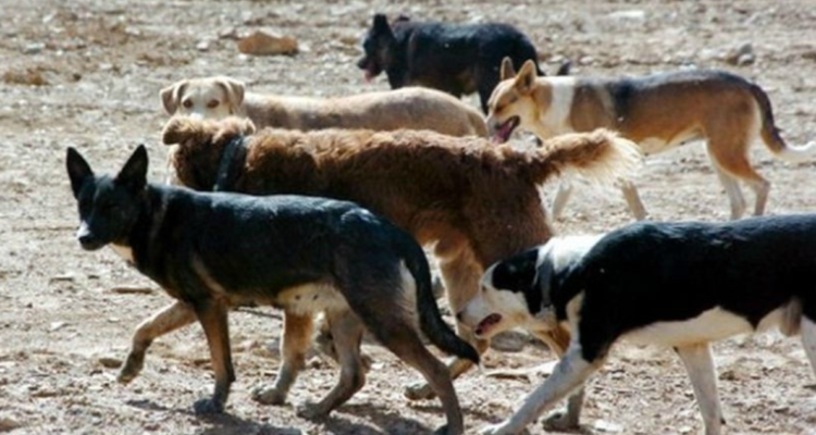 Problema de perros asilvestrados: productores de leche esperan definir pronto acciones con autoridades