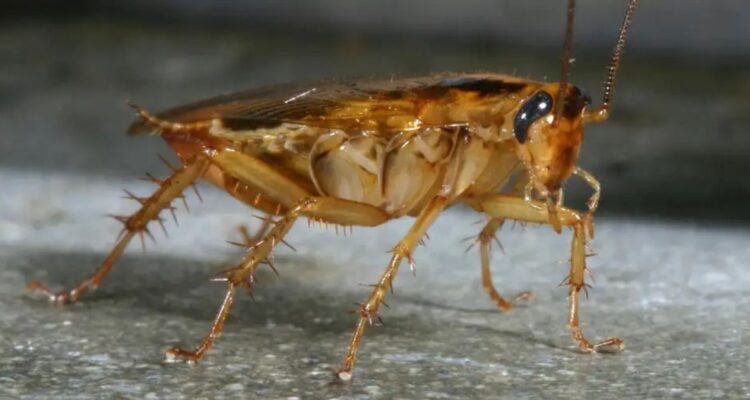 cómo la cucaracha alemana, rubia o barata se extendió por todo el mundo incluído Chile, cómo identificarla y qué hacer en caso de plaga.