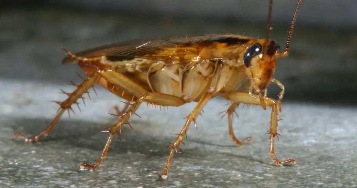 cómo la cucaracha alemana, rubia o barata se extendió por todo el mundo incluído Chile, cómo identificarla y qué hacer en caso de plaga.