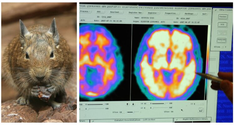 El degu chileno se está convirtiendo en el animal por excelencia para las investigaciones en búsqueda de una cura al Alzheimer.