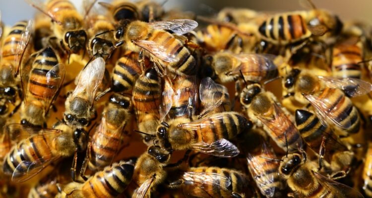 Este lunes se celebra el Día Mundial de las Abejas: ¿cuál es su crucial rol?