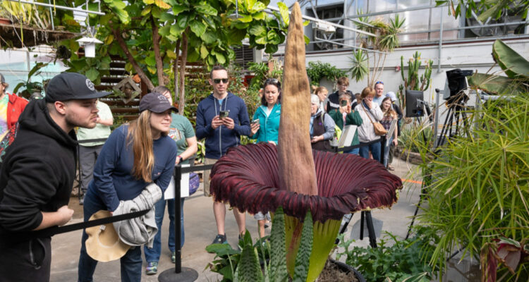 Un evento único: captan momento en que florece una rara “flor cadáver”, la más apestosa del mundo