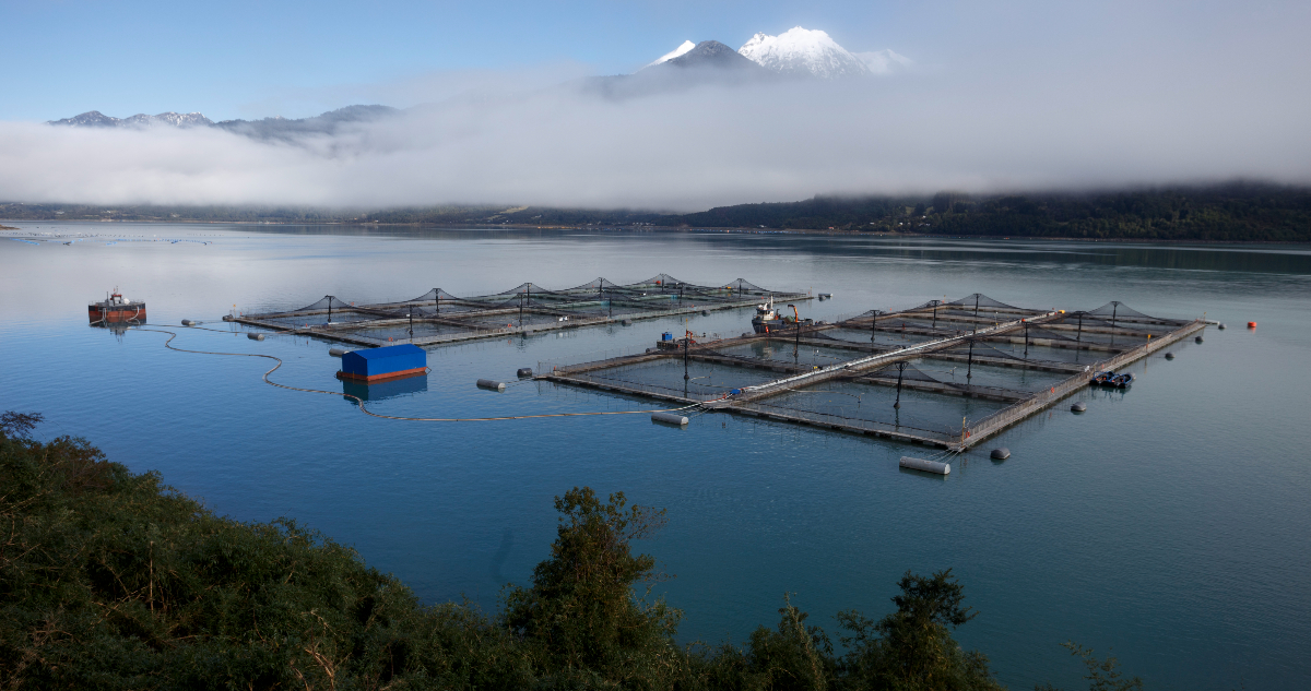 industria salmonera