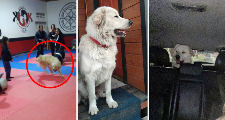 Marley-san: perrito chilote escapó de su casa, peleó con otros canes y fue a clase de karate