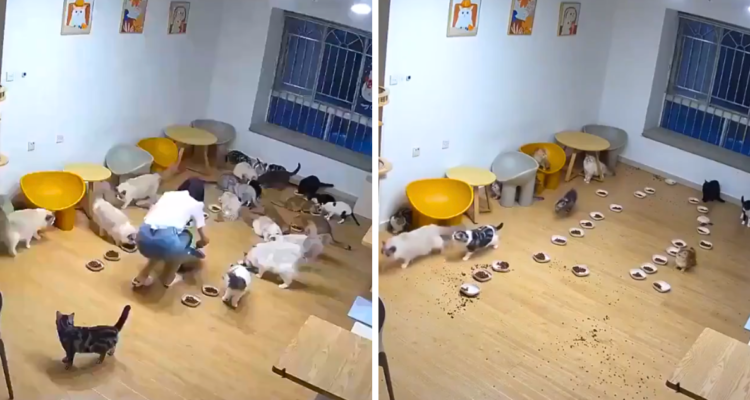 Más de 20 gatos que se alimentaban en su hogar, reaccionan de forma caótica a un rayo producto de una tormenta eléctrica.