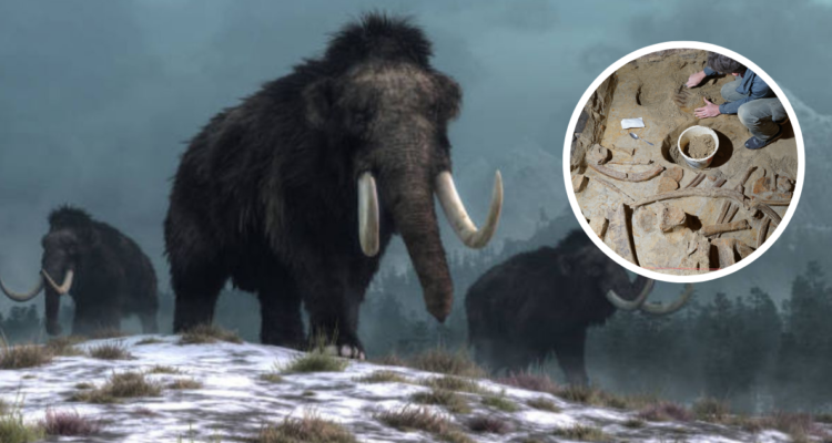 Hallan los restos de un mamut de 40 mil años de antigüedad en una bodega de vinos en Austria