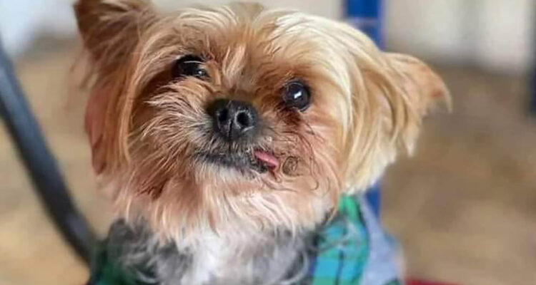 Roban un pequeño perro que pertenecía a un hombre fallecido desde un domicilio en San Pedro de la Paz