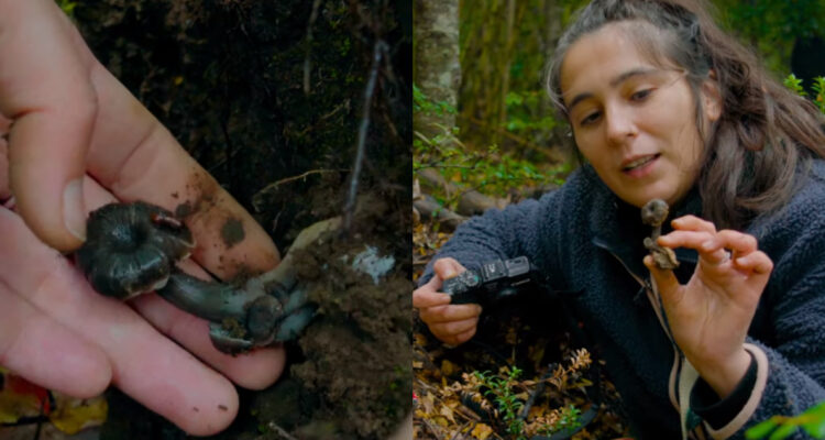 Reaparece especie endémica de Chile perdida hace 42 años, el hongo “Gran Puma”