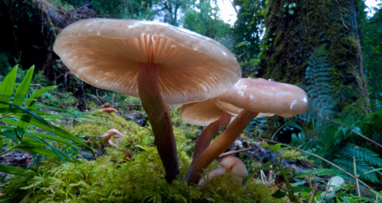 Organizaciones buscan salvar emblemática zona ecológica de Cochamó: necesitan 78 millones de dólares