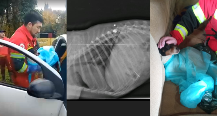 copito perro agredido Osorno