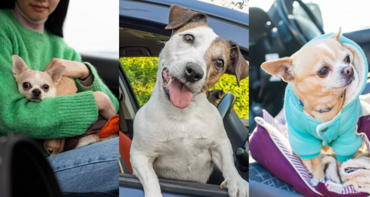Uber Pets para mascotas