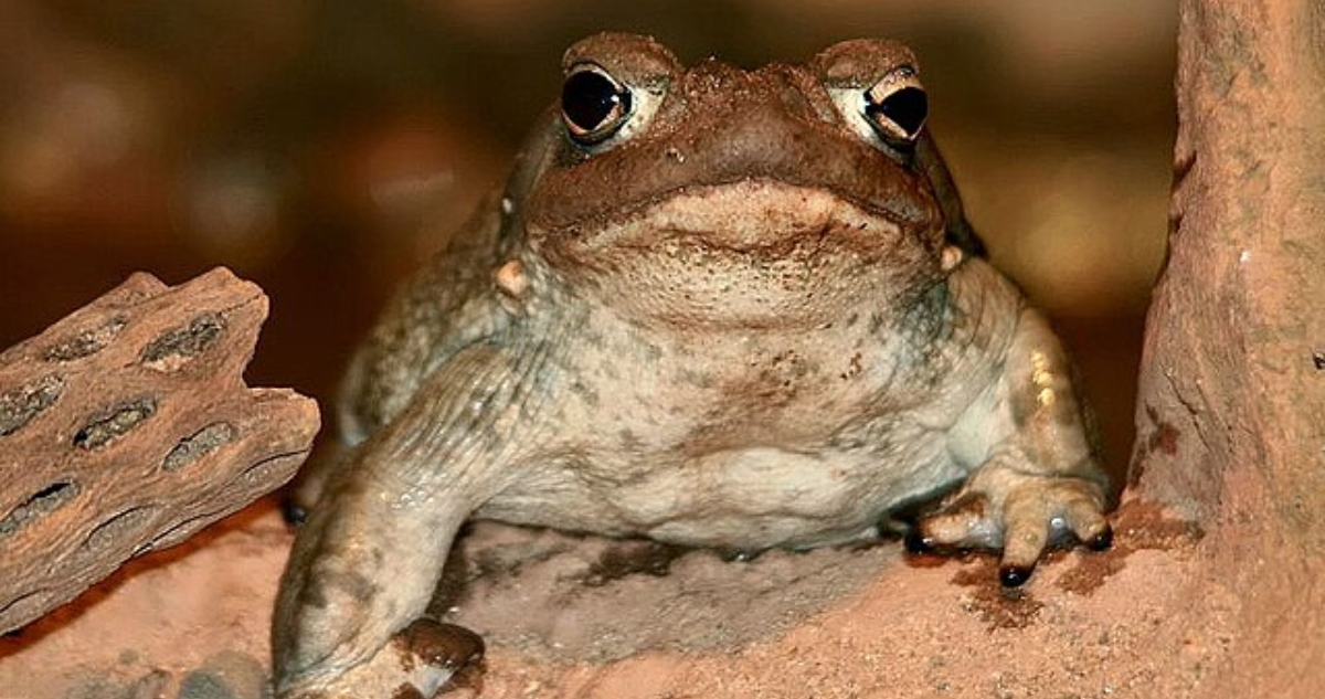 El veneno de un sapo podría ser opción terapéutica para la depresión y ansiedad, según nuevo estudio