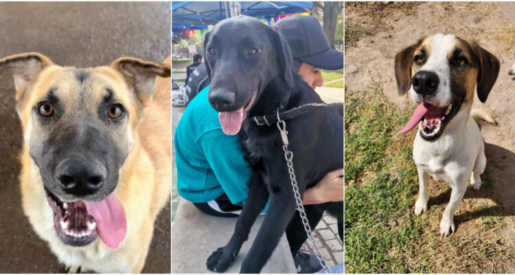 Ante ola de frío: organizan jornada de adopción de perros en centro comercial de Santiago