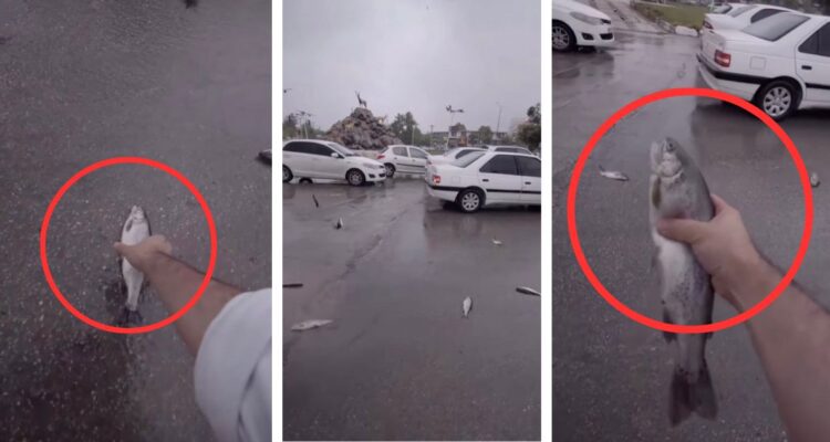 Los videos en redes sociales de la lluvia de peces en Irán sería falso según medios de fact check, pero sí se producirían en la vida real.