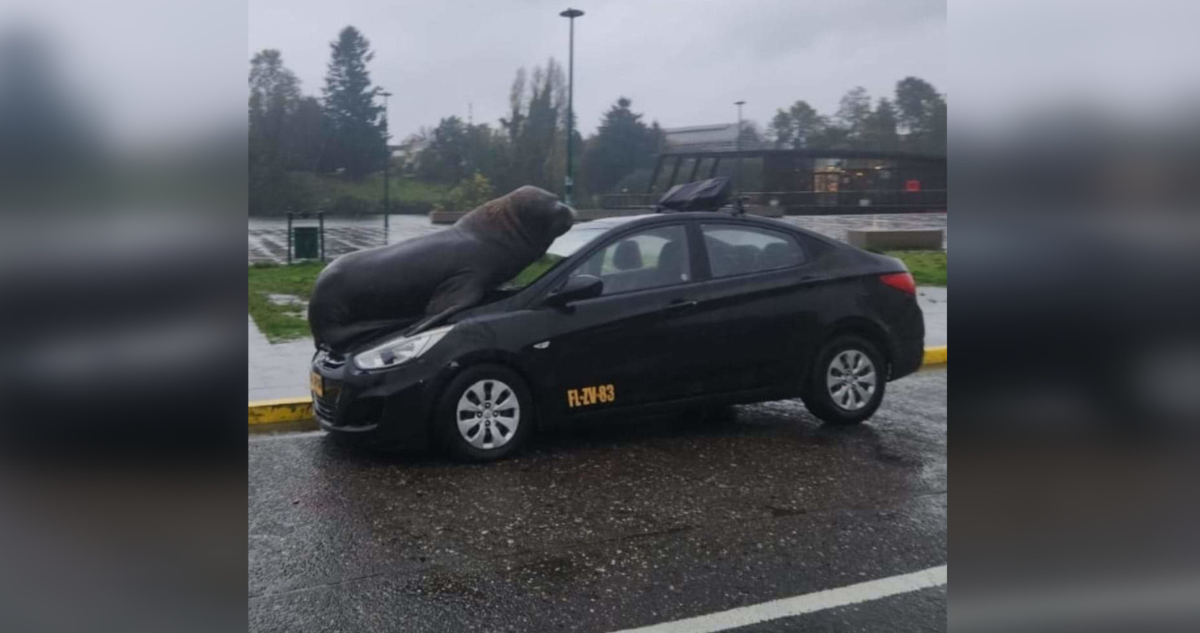 “¿Me lleva al centro?”: Viralizan imagen de lobo marino arriba de taxi colecctivo en Valdivia
