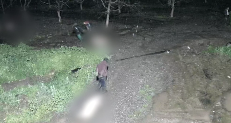 Cae banda que robaba cerdos en Isla de Maipo para llevarlos a matadero clandestino: 12 detenidos