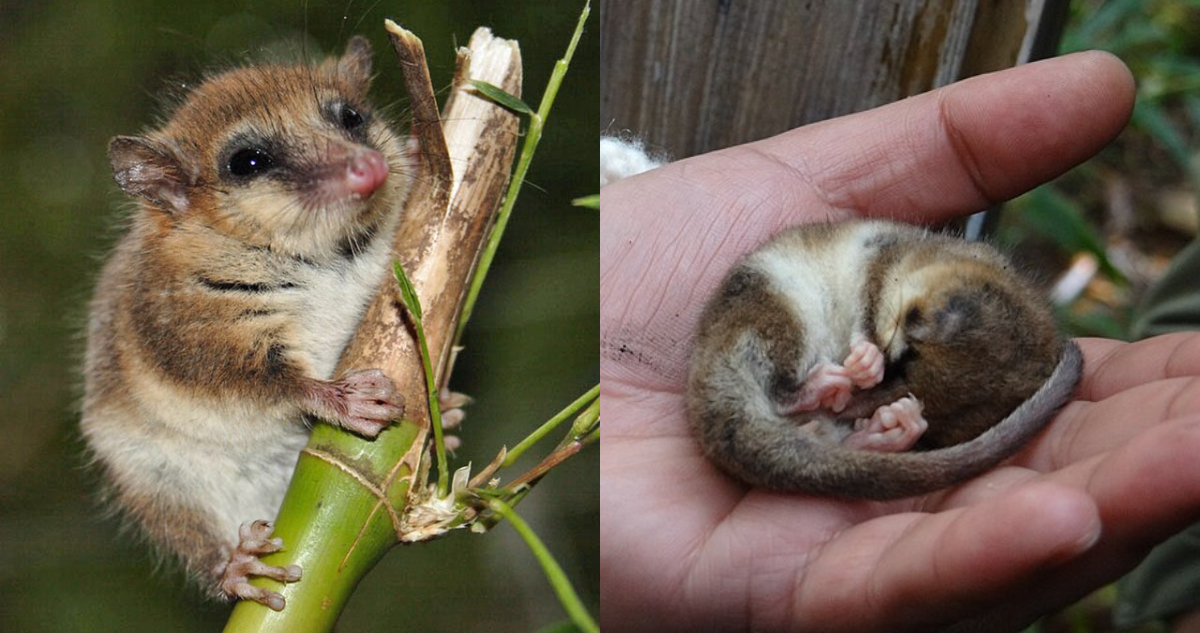 El cambio climático está perjudicando al “monito del monte”, el único mamífero que hiberna en Chile