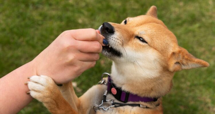 Qué hacer ante la mordedura de un perro: estos son los pasos a seguir antes y después de ir al médico