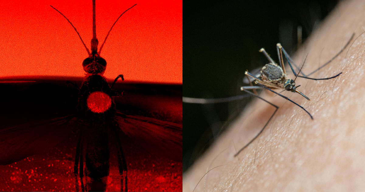 ¿Por qué Bill Gates tiene una fábrica en Colombia que produce 30 millones de mosquitos a la semana?