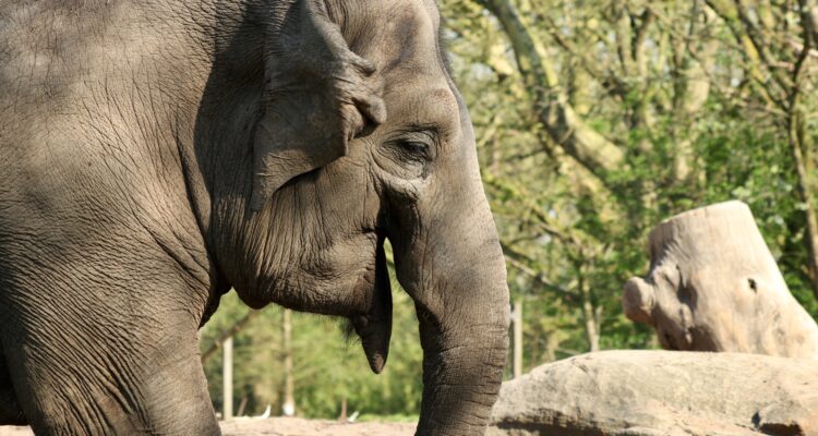 Los elefantes sufren el peor trato en zoológicos europeos