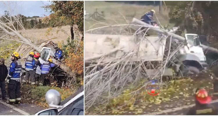 Muere conductor tras caer a zanja e impactar con árbol en Chonchi