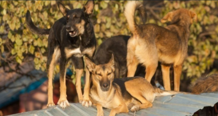 Perros atacan a una madre y su hijo de 4 años en Buin: la dueña de los canes fue formalizada