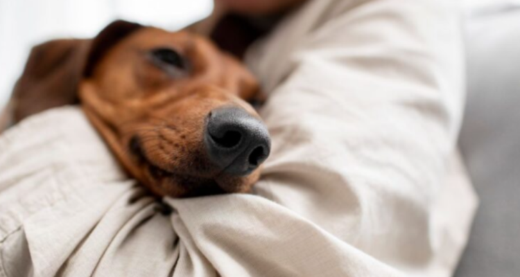 Jornada de adopción canina