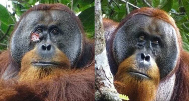 Registran por primera vez a un orangután herido curándose a sí mismo con una planta medicinal