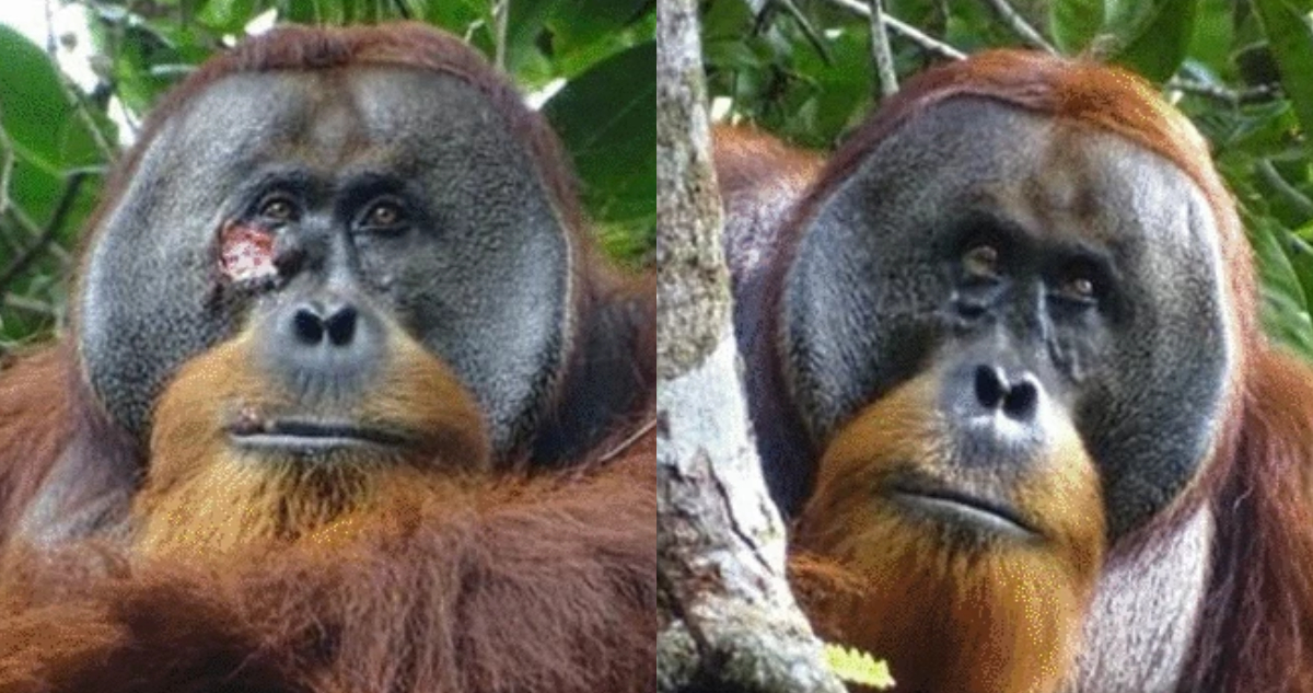 Registran por primera vez a un orangután herido curándose a sí mismo con una planta medicinal