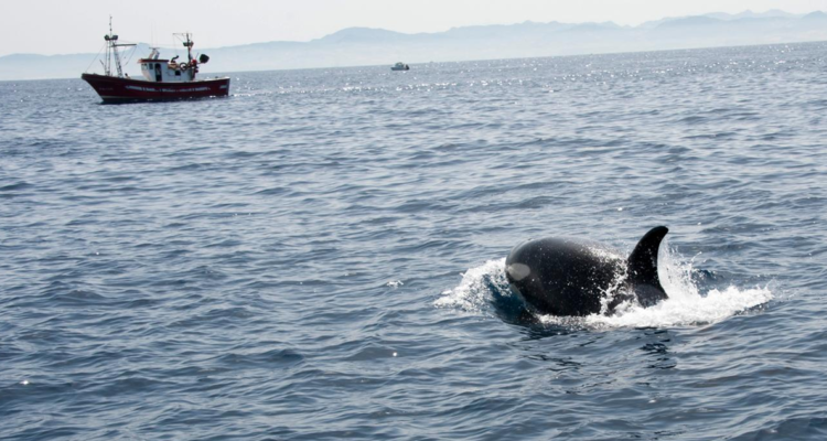 Las orcas jóvenes del Estrecho de Gibraltar han convertido los timones de los barcos en juguetes, siguiendo una peligrosa tendencia.