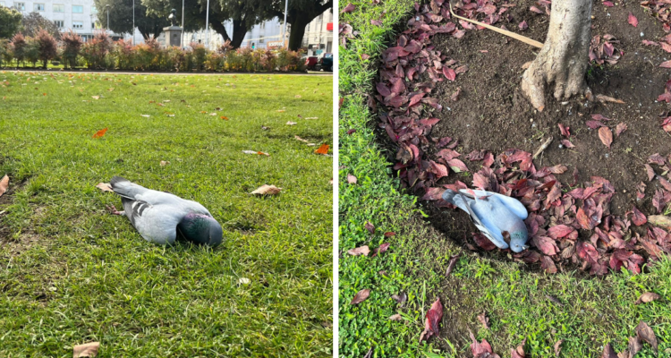 Imagen de palomas muertas en Osorno