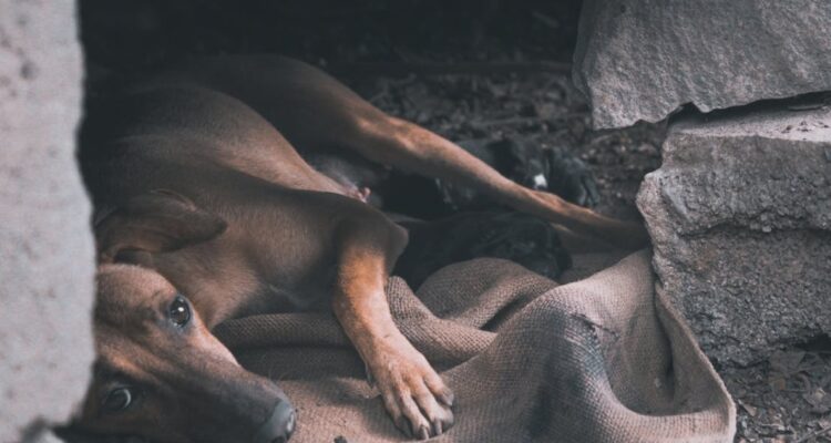 Turquía podría sacrificar a 4 millones de perros callejeros si no encuentran hogar en 30 días