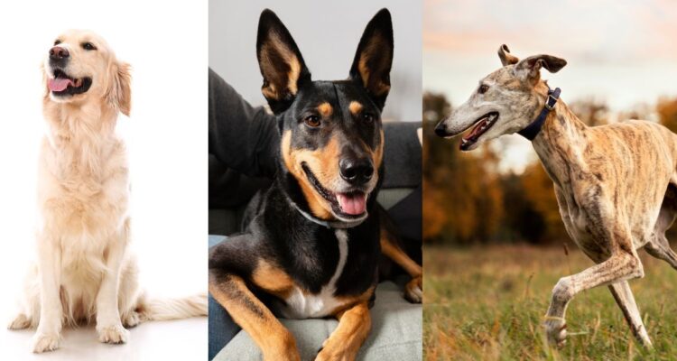 Esta es la raza de perro ideal para tener en un departamento: cuáles son y qué cuidados necesitan