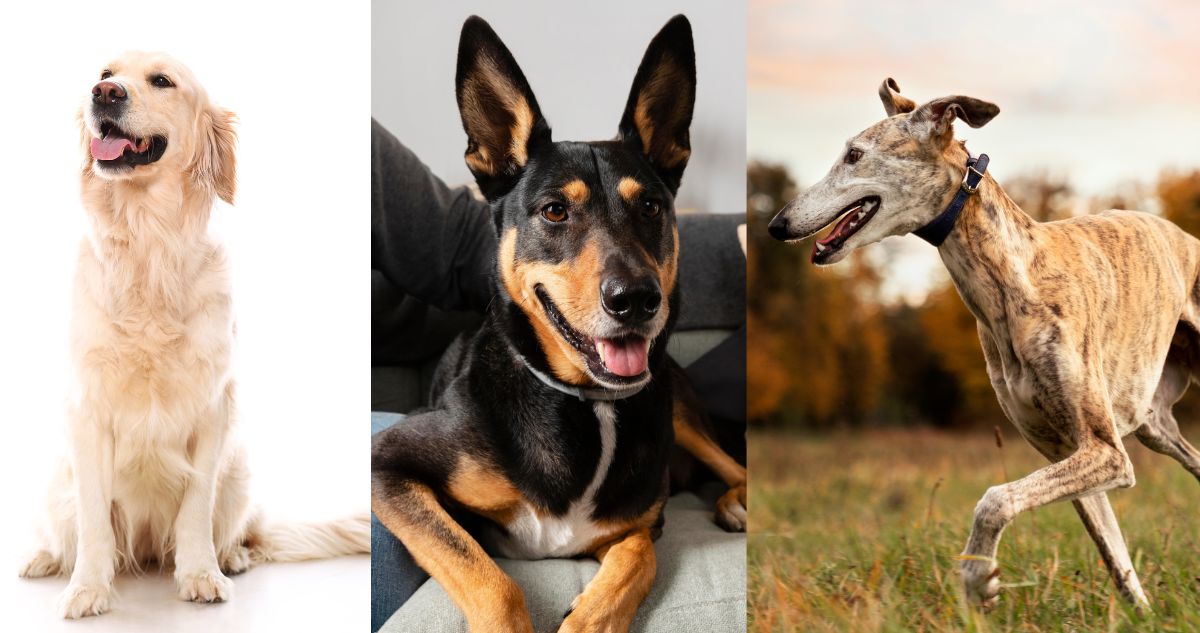 Esta es la raza de perro ideal para tener en un departamento: cuáles son y qué cuidados necesitan