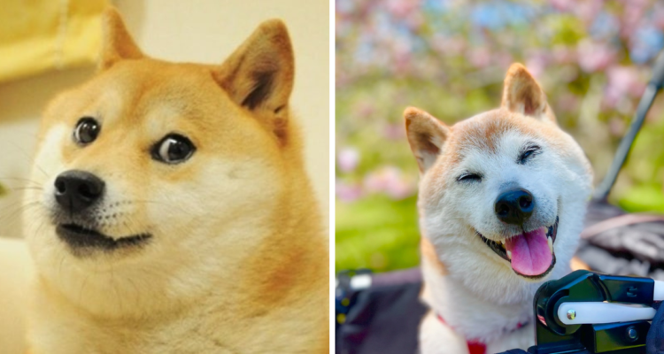 Muere Kabosu, la perra que inspiró el meme Doge y la criptomoneda Dogecoin: tenía 19 años