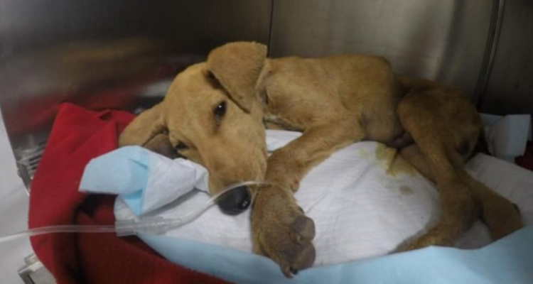 Perro Weichafe en Arica