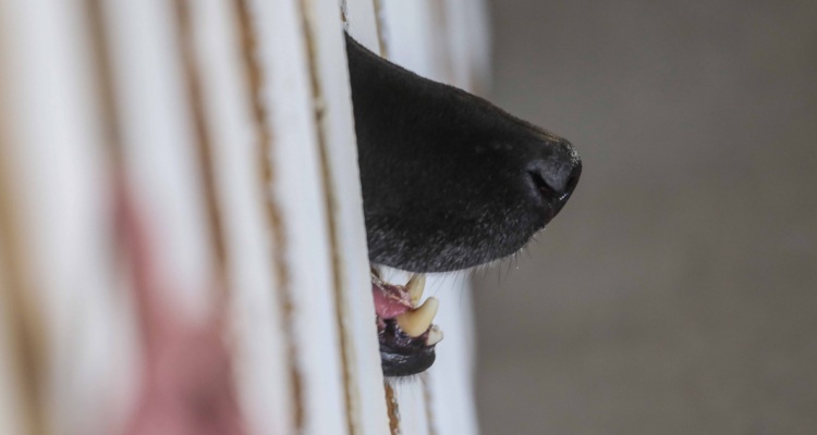 Imagen de can por perros abandonados en Llanquihue