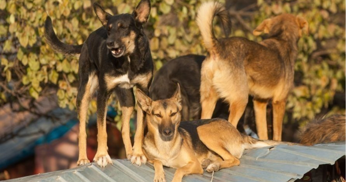 Perros en Chile