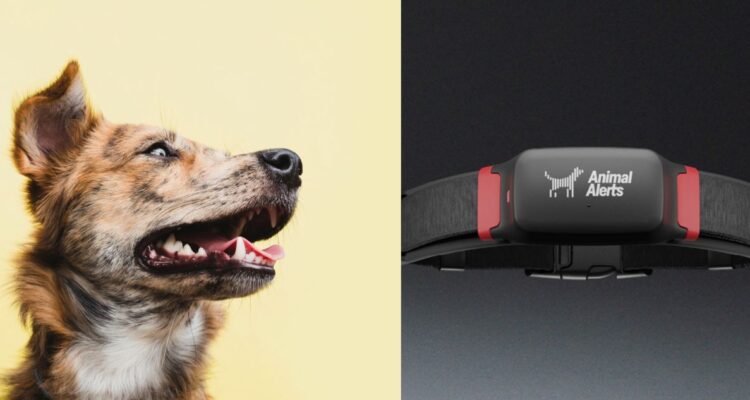 Crean collar para perros que ayudaría a predecir sismos: expertos dicen que falta evidencia