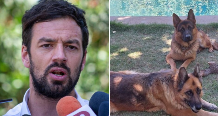 Tomás Vodanovic confirma que sujetos envenaron y mataron a sus perros: 