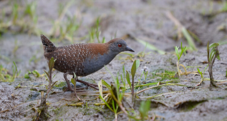 Confirman presencia del escurridizo pidencito en el Humedal Río Maipo: especie peligra a nivel mundial