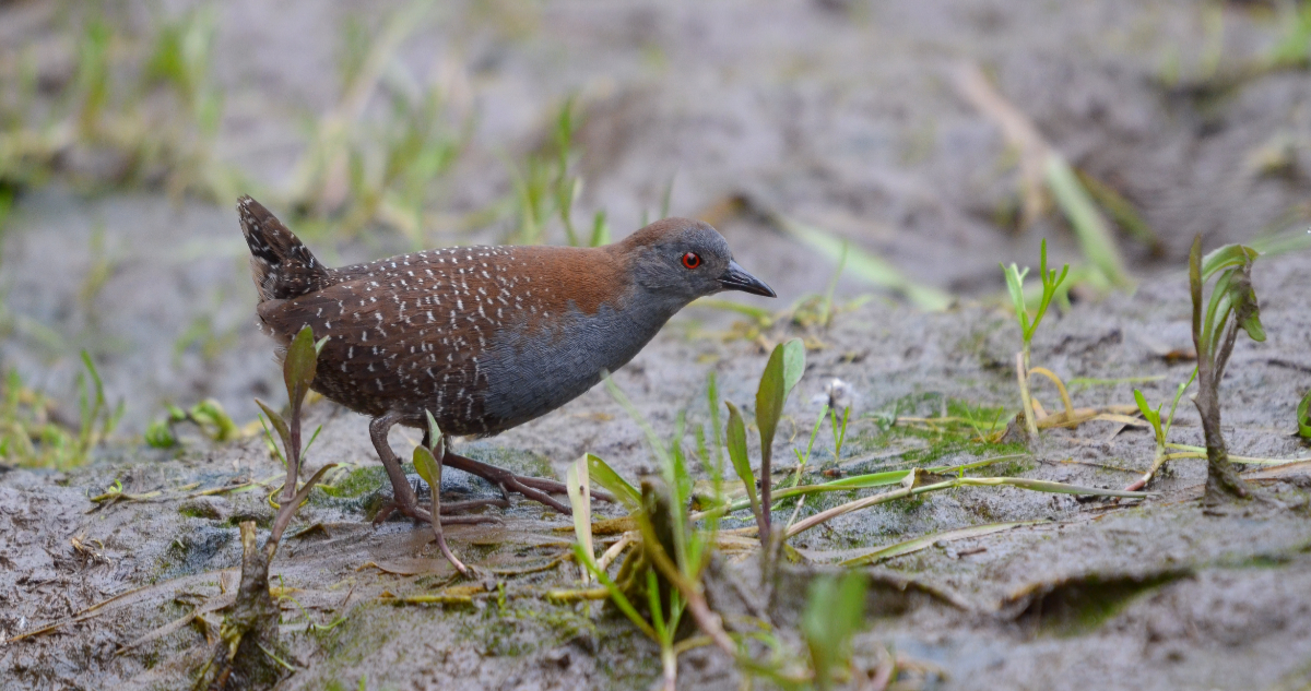 Confirman presencia del escurridizo pidencito en el Humedal Río Maipo: especie peligra a nivel mundial