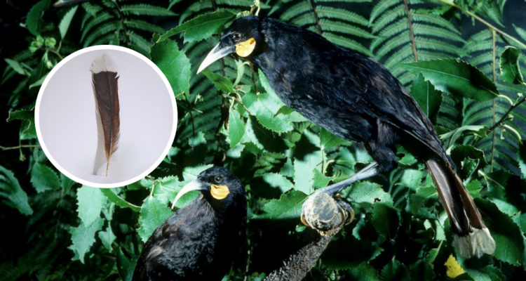Pluma de un ave extinta es vendida por más de $25 millones en Nueva Zelanda: es la más cara del mundo