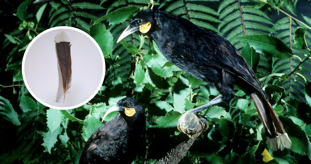 Pluma de un ave extinta es vendida por más de $25 millones en Nueva Zelanda: es la más cara del mundo